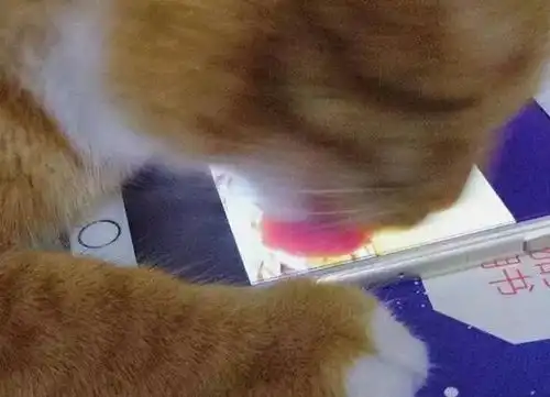 喵星人也会舔屏主人给猫咪看母猫照片,喵星人反应笑翻网友
