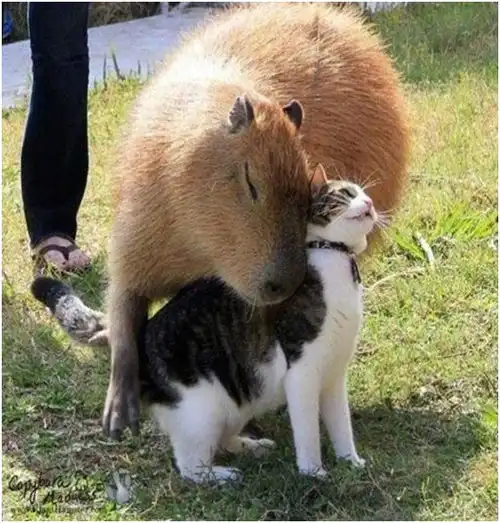 搞笑段子水豚跟猫之间跨越种族的友情
