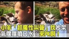 和一只羊吵架是一种什么体验
