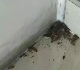 海拉尔东山某小区蟑螂成群做饭时油烟机里居然都爬出蟑螂,到底是什么原因
