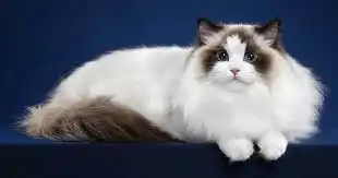 猫品种布偶猫女神猫
