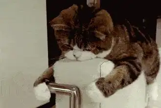为什么老祖宗总说养猫不养十年其中不乏一些道理
