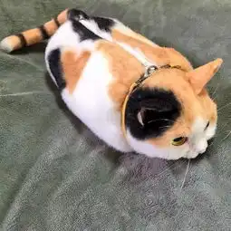 日本猫奴超有创意
