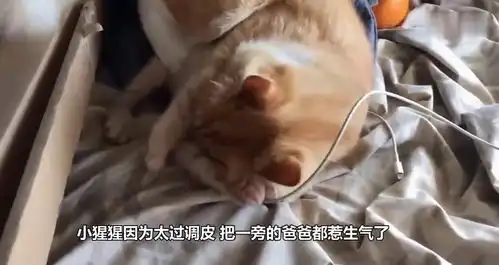 猩猩爸爸生气了,宝宝花式哄爹,游客用镜头拍摄下搞笑画面
