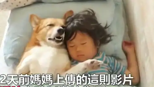 当我们睡在一起,柯基与小弟的午休日常,爆笑睡姿萌翻网友
