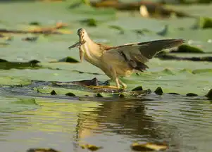 黄苇鳽逮小鱼大中型涉禽shorebirds
