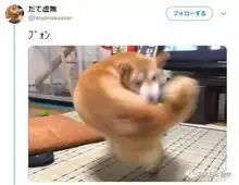 柴犬咬尾巴的照片推特大火,日本网友的创作欲被彻底激发
