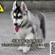 广州华通国际名犬俱乐部
