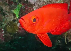 玩转昆士兰最有意思的5种体验
