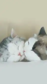 2018猫咪手机壁纸高清壁纸可爱猫咪手机壁纸大全
