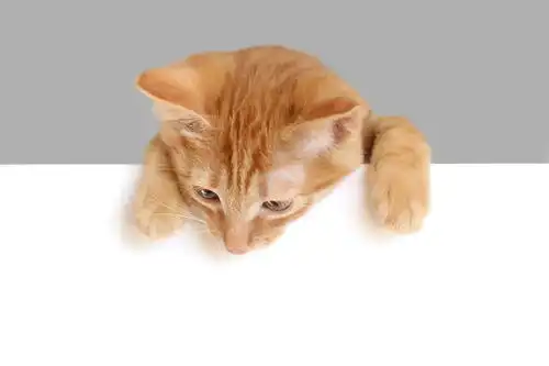 点击来源直接获取大图文件红色小猫低头看向空白的白色横幅在白色背景上孤立有文字空间摄影搞笑猫猫高清大图
