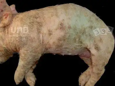 仔猪渗出性皮炎的防治
