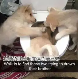 狗狗搞笑起来,真是辣眼睛
