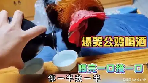 四川话爆笑配音爆笑公鸡喝酒,喝完一口接一口,最后笑掉大牙
