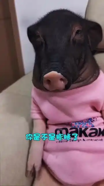 宠物猪非要抢哈士奇的狗粮,结果被二哈咬哭,眼前一幕太搞笑了
