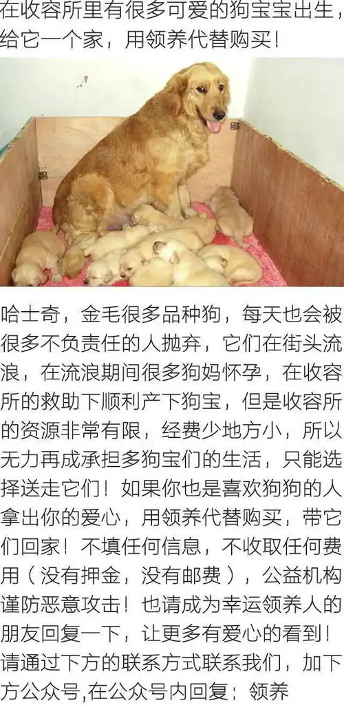 这家的狗绝了主人不给它吃的,它竟然跑去偷钱
