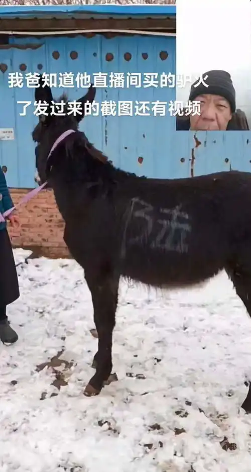 年销量上千头,山东大哥直播间卖活驴运到广西火了网友发的哪家快递
