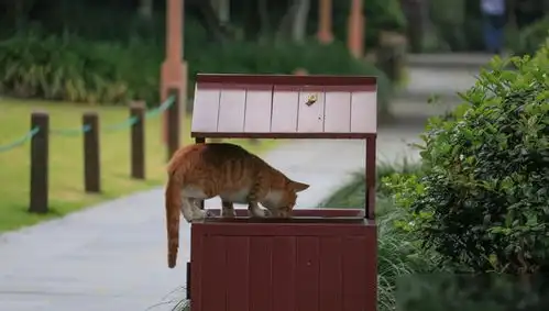 不看照片真不相信西湖边的猫被饿得摇摇欲倒,树都爬不动

