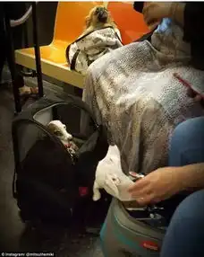 到了纽约地铁站,才知道什么是真正的狗袋
