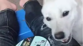 抖音搞笑视频分享2狂犬疫苗大使生前最后录像,丽水摸摸哥与小白的搞笑故事
