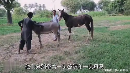 印度三哥支配公驴和母马相亲,母马主动示好,公驴的反响令人着急
