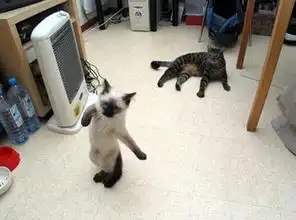 猫猫的20种生活态度转
