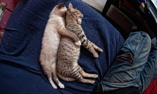 图集世界睡眠日,看它们睡着也能治愈你
