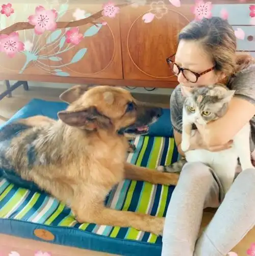 组图郑秀文为15岁爱犬庆生温馨对视亲手做蛋糕感谢陪伴
