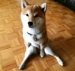 搞笑萌萌可爱的柴犬
