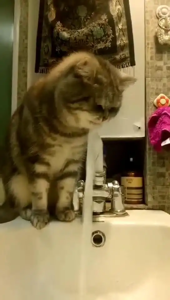 抖音第一养生猫就要喝热水也不怕烫嘴啊
