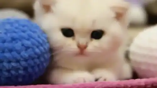 小奶猫困得睁不开眼,不用哄自己就睡着了,小脑袋慢慢的撑不住啦
