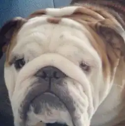 斗牛犬的自娱自乐图片第20866张狗狗搞笑图片
