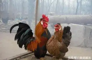 母鸡到底是怎么怀孕的今天总算是涨姿势了
