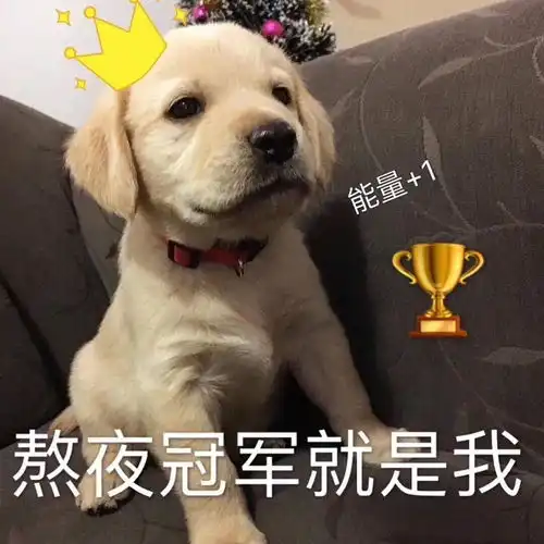 我宣布退出熬夜界,加入养生界
