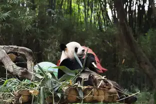 广州长隆野生动物世界旅拍游攻略,这么玩省时好玩少花钱
