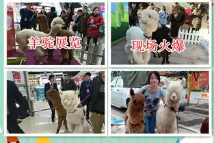 重庆哪里有羊驼出售