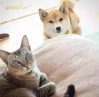 想做猫狗双全的人生赢家教你三点以防翻车
