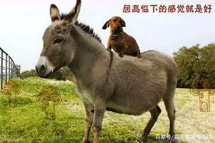 每日一笑看图说段子,无厘头搞笑来袭,别是一番滋味
