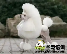 请问这狗是什么品种呢

