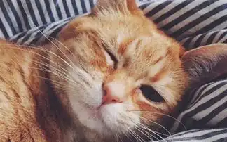 葱蒜酱歌手网易云音乐
