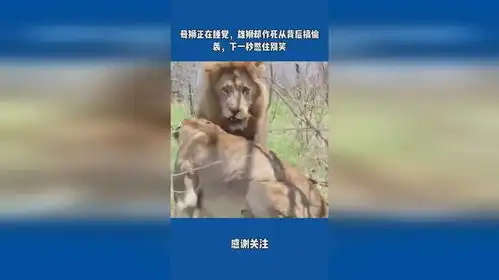 母狮正在睡觉,雄狮却作死从背后搞偷袭,下一秒憋住别笑
