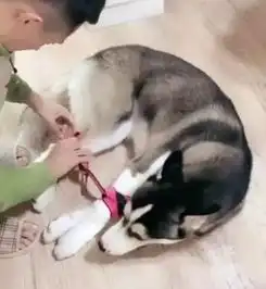 铲屎官晒惩罚二哈的图片,最后一张贼搞笑
