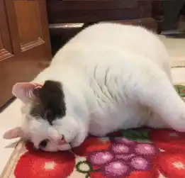 圆滚滚的动物搞笑猫咪图片命里无时胖成球
