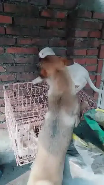 只要狗狗和猫咪在一起,干仗是避免不了得,这画面没谁了
