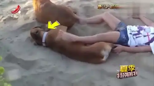 家庭幽默录像这就尴尬了,盘点那些让让抓狂动物神操作
