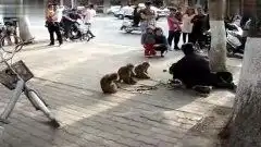 耍猴的超搞笑
