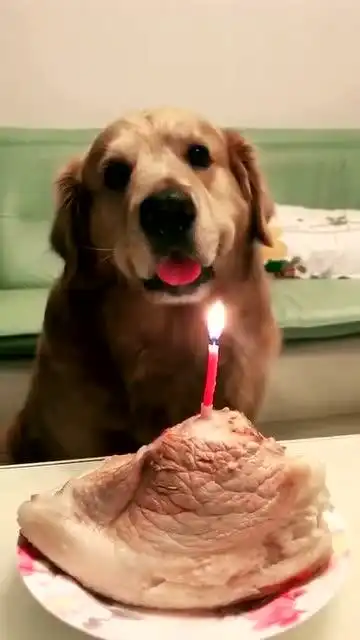 给狗狗过生日,看到蛋糕的那一刻,我笑得都不会说话了
