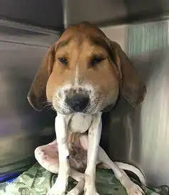 搞笑图片狗狗叫醒赖床的主人自有妙招
