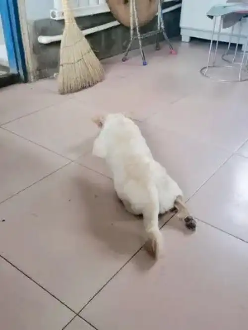 激萌动物家养宠物爆笑动物橘猫
