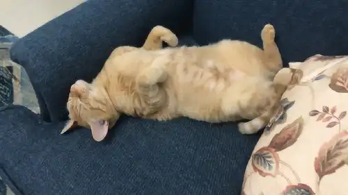 这只橘猫的睡姿太好笑了,而且谁都叫不醒,这是有多困啊
